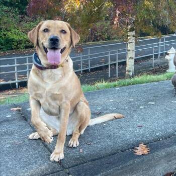 Penny -  Labrador Retriever Dog for Adoption in Des Moines, Washington - Penny | PetCurious