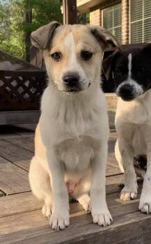 Rescue Shetland Sheepdog Sheltie and Pomeranian Dogs for Adoption in Silsbee, Texas - Olive | PetCurious