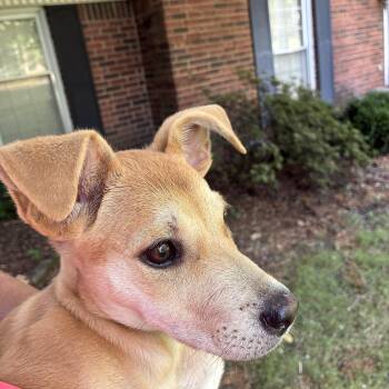 LUCY -  Carolina Dog and Golden Retriever Dog for Adoption - LUCY | PetCurious