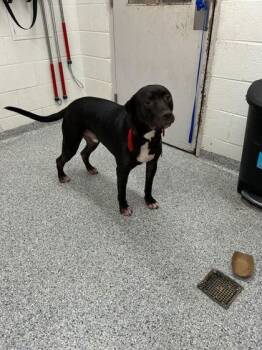 Rescue Shepherd and Mixed Breed Dogs for Adoption in Knoxville, Tennessee - Zeus | PetCurious