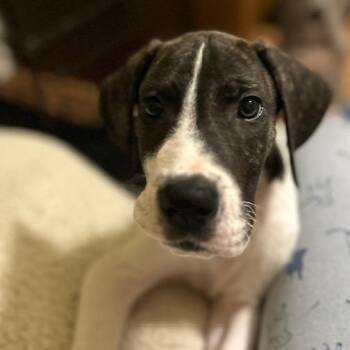 Tommy 22520 -  Great Dane Dog for Adoption in Cumming, Georgia - Tommy 22520 | PetCurious