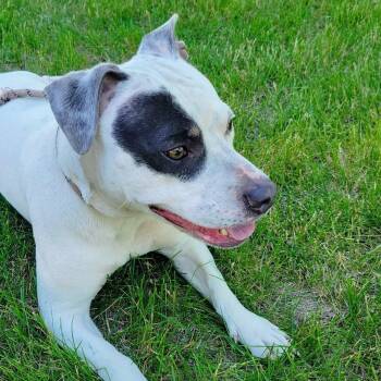 Smidge -  Pit Bull Terrier and Terrier Dog for Adoption in Lincoln, Illinois - Smidge | PetCurious