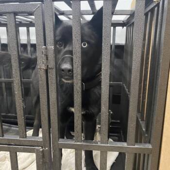 Husky Dogs Available for Adoption - Nyx | PetCurious