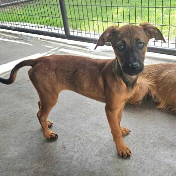 Nan -  Cairn Terrier and Mixed Breed Dog for Adoption in Kansas City, Missouri - Nan | PetCurious