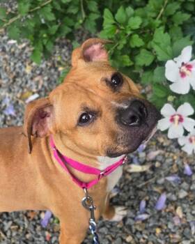 Peggy Sue -  American Bully Dog for Adoption in Bloomfield, New Jersey - Peggy Sue | PetCurious