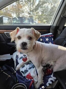 Rescue Shih Tzu Dogs for Adoption in Hartland, Wisconsin - Sally-Foster Home Needed | PetCurious