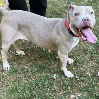 Pit Bull Terrier Dogs Available for Adoption in Greensboro, North Carolina - VILL | PetCurious