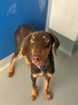 LUKE -  Doberman Pinscher and Mixed Breed Dog for Adoption in Visalia, California - LUKE | PetCurious