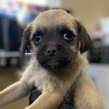 Pug and Terrier Dogs Available for Adoption - Gypsy | PetCurious