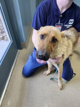 AVA -  German Shepherd Dog Dog for Adoption in Newton, North Carolina - AVA | PetCurious