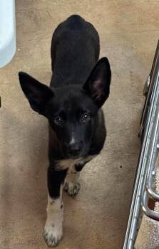 Teeter -  Australian Kelpie and Mixed Breed Dog for Adoption in Tucumcari, New Mexico - Teeter | PetCurious