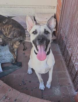 Rescue Cattle Dog Dogs for Adoption in San Francisco, California - Happy | PetCurious