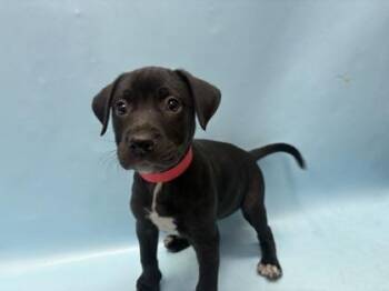 Plum -  Pit Bull Terrier and Mixed Breed Dog for Adoption in Woodbury, Minnesota - Plum | PetCurious