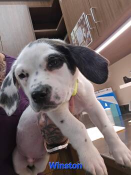 Australian Cattle Dog Blue Heeler Dogs Available for Adoption in Fullerton, Pennsylvania - Winston | PetCurious