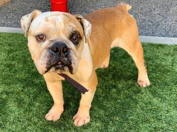 English Bulldog Dogs Available for Adoption in San Marcos, California - SAVE ME PLEASE Bangles A550653 | PetCurious
