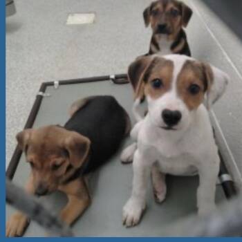 June, July and August -  Beagle Dog for Adoption in Wilkesboro, North Carolina - June, July And August | PetCurious