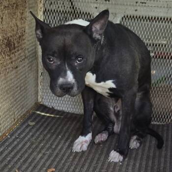 Rescue Pit Bull Terrier Dogs for Adoption in Newark, New Jersey - Peter Griffon | PetCurious