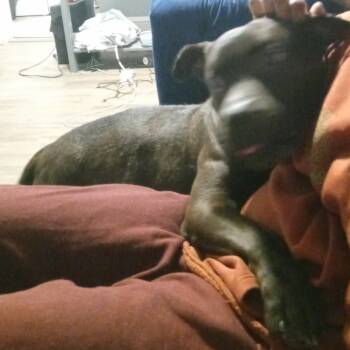 Rescue Pit Bull Terrier Dogs for Adoption in Philadelphia, Pennsylvania - Bruno | PetCurious