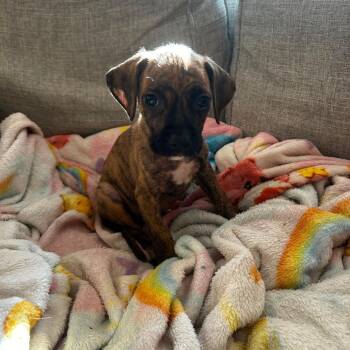 Spice -  Mixed Breed Dog for Adoption in Merritt Island, Florida - Spice | PetCurious