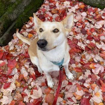 Rescue Yellow Labrador Retriever and Mixed Breed Dogs for Adoption in Bend, Oregon - Lucy | PetCurious