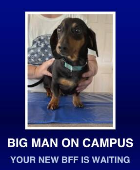 Franklin -  Dachshund Dog for Adoption in Morrisville, Pennsylvania - Franklin | PetCurious