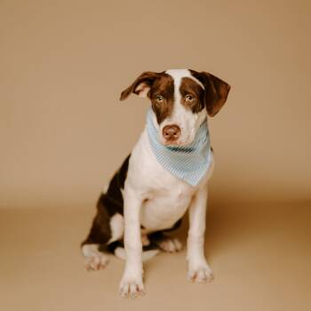 Rescue Labrador Retriever Dogs for Adoption in Klein, Texas - Grayson | PetCurious