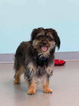 Oakie -  Border Collie and Poodle Dog for Adoption in Raleigh, North Carolina - Oakie | PetCurious
