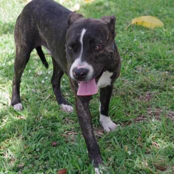 Terrier Dogs Available for Adoption in Miami, Florida - Puppy Dale | PetCurious