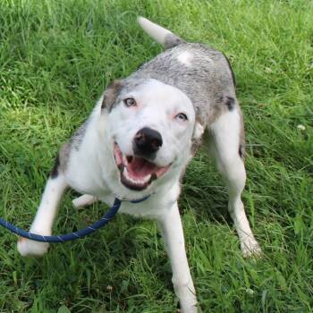 Emma -  Catahoula Leopard Dog Dog for Adoption in Plain City, Ohio - Emma | PetCurious