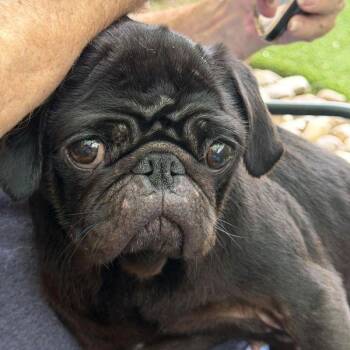 Jasmine -  Pug Dog for Adoption in Alvin, Texas - Jasmine | PetCurious