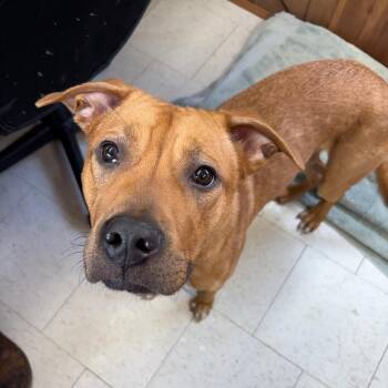 Mixed Breed Dogs Available for Adoption in Columbiana, Alabama - Rusty (was Buttermilk Ranch) *Adoption Fee Sponsored* | PetCurious