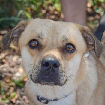 Amy -  Beagle and Pug Dog for Adoption in Huntley, Illinois - Amy | PetCurious
