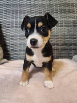 Wiggly -  Chihuahua Dog for Adoption in Cosby, Tennessee - Wiggly | PetCurious