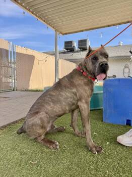 Cane Corso Dogs Available for Adoption in Glendale, Arizona - James Dean | PetCurious