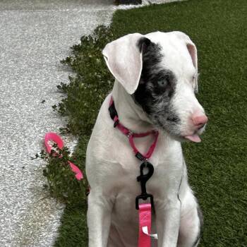 Pinky -  Catahoula Leopard Dog and Mixed Breed Dog for Adoption in Jupiter, Florida - Pinky | PetCurious