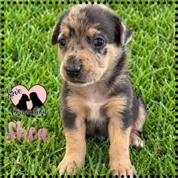 Shea -  Australian Shepherd Dog for Adoption in Gilbert, Arizona - Shea | PetCurious