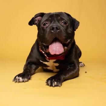 Bronco -  Mixed Breed Dog for Adoption in Atlanta, Georgia - Bronco | PetCurious