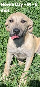 Howie Day -  American Staffordshire Terrier and Labrador Retriever Dog for Adoption in Calera, Alabama - Howie Day | PetCurious