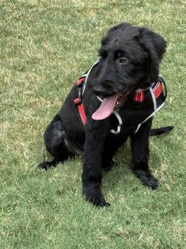 Bear -  Schnauzer and Poodle Dog for Adoption in Shawnee, Oklahoma - Bear | PetCurious