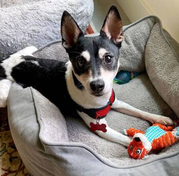 Barnaby -  Rat Terrier Dog for Adoption in Kansas City, Missouri - Barnaby | PetCurious