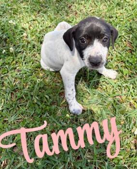 Pointer and Labrador Retriever Dogs Available for Adoption in Semmes, Alabama - Tammy | PetCurious