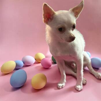 Chihuahua Dogs Available for Adoption - Cabezon | PetCurious
