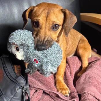 Effie $475 -  Dachshund Dog for Adoption in Milwaukee, Wisconsin - Effie $475 | PetCurious