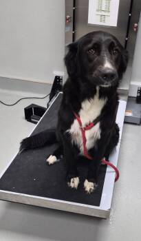 Pen 130 -  Labrador Retriever Dog for Adoption in Lawrenceville, Georgia - Pen 130 | PetCurious