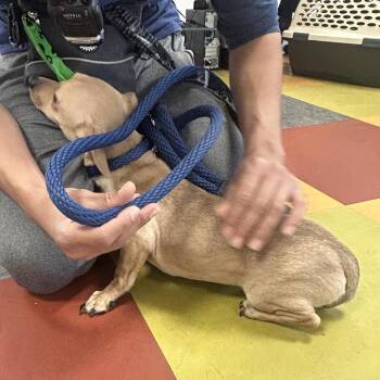 Thayer -  Mixed Breed Dog for Adoption in Philadelphia, Pennsylvania - Thayer | PetCurious