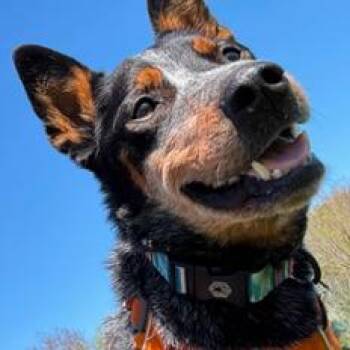 Australian Cattle Dog Blue Heeler and Mixed Breed Dogs Available for Adoption in Fairfax, Virginia - Stitch | PetCurious