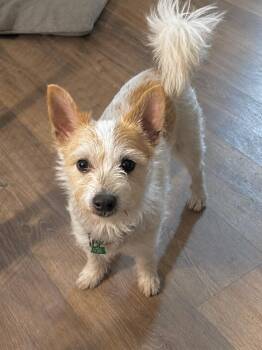 Munchkin -  Rat Terrier Dog for Adoption in Douglas, Georgia - Munchkin | PetCurious