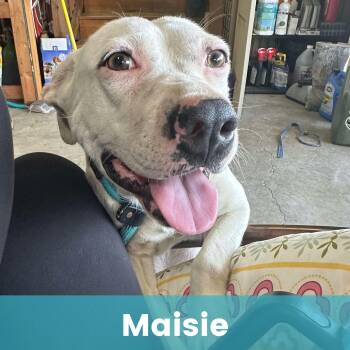 Rescue Mixed Breed Dogs for Adoption - Maisie | PetCurious