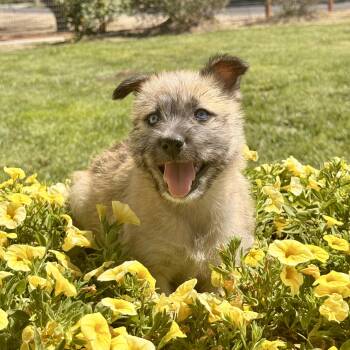 Wirehaired Terrier and Shih Tzu Dogs Available for Adoption in Modesto, California - Fawn | PetCurious