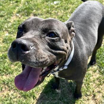Pit Bull Terrier Dogs Available for Adoption in Harrisonburg, Virginia - April | PetCurious